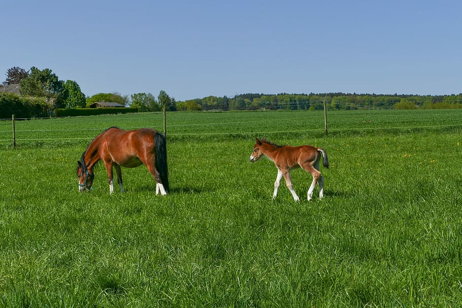 brown horse with pony on the grass field photography, pony mare browsing