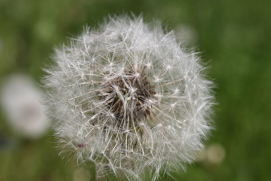 dandelion, close, seeds, macro, spring, summer, flower, pointed flower HD wallpaper