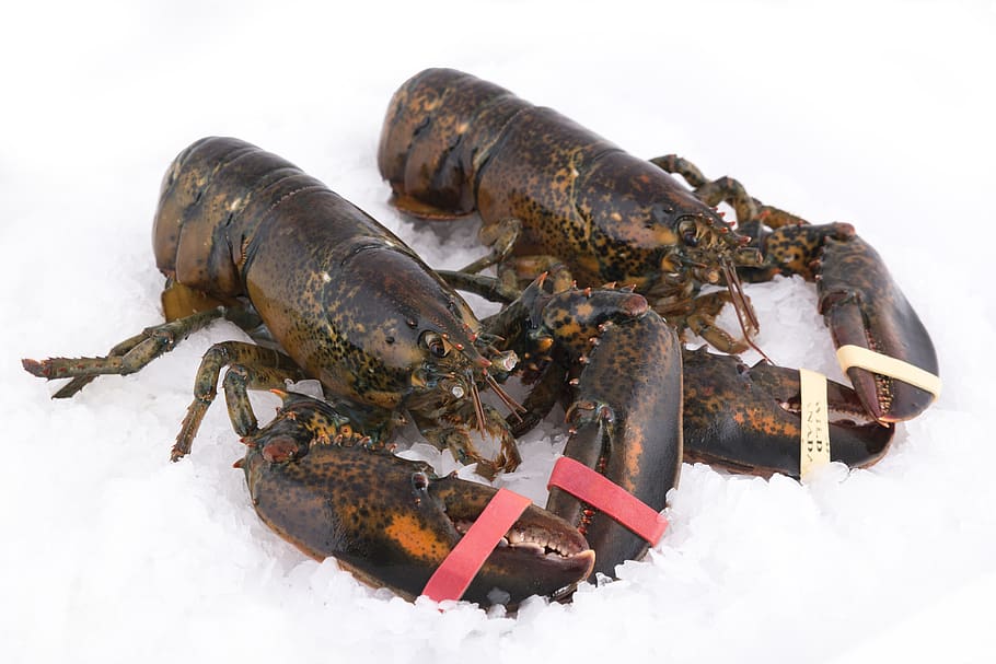 lobster, lobsters, marine animal, shellfish, food, fisheries, HD wallpaper