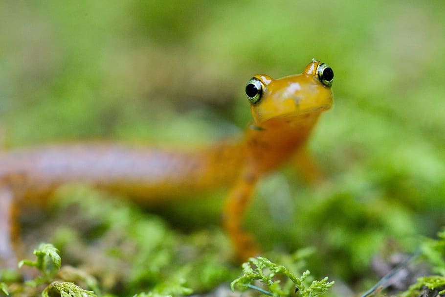longicauda, eurycea, salamander, longtail, geckos, lizards HD wallpaper