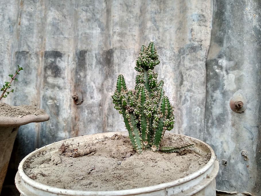 white plastic potted green cactus plant beside gray metal sheet wall at daytime