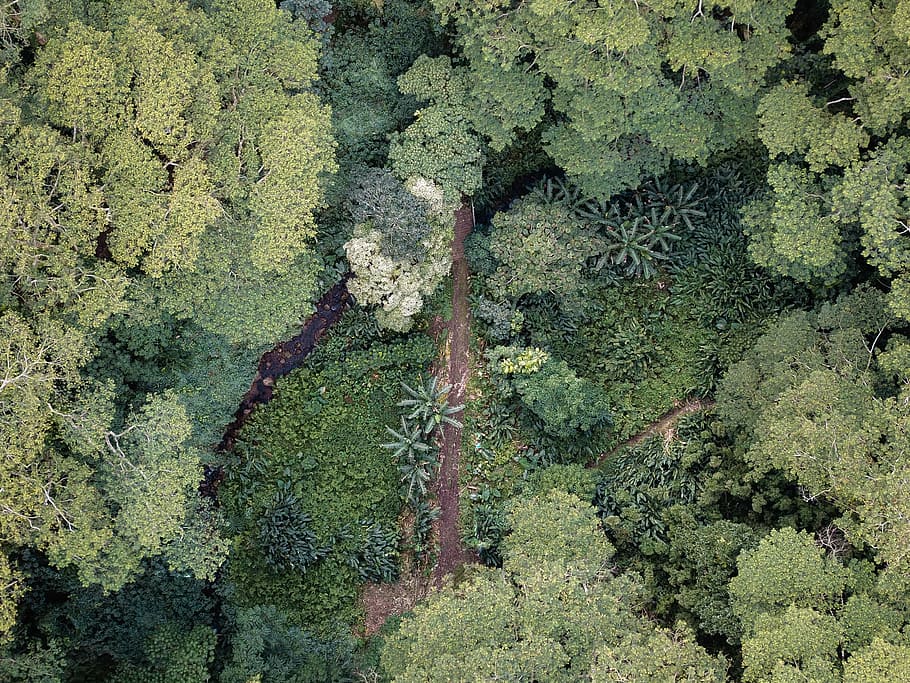 bird's eye view of forest, green leafed tree, aerial view, drone, HD wallpaper