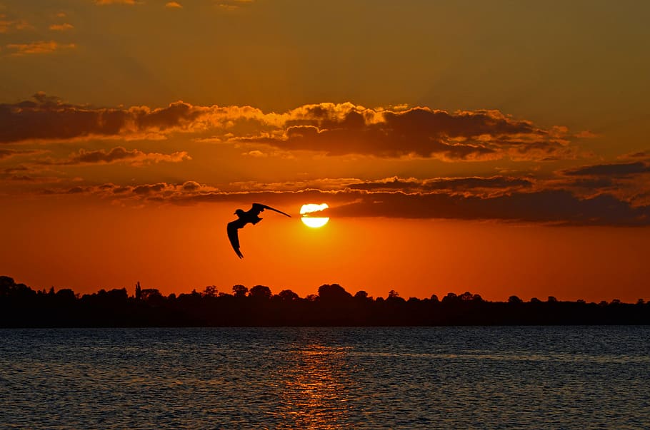 evening sun, baltic sea, sunset, water, seagull, abendstimmung HD wallpaper