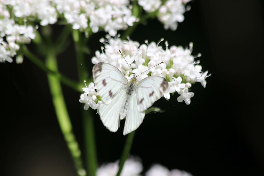 macro photo of white and brown butterfly perched on white flower HD wallpaper