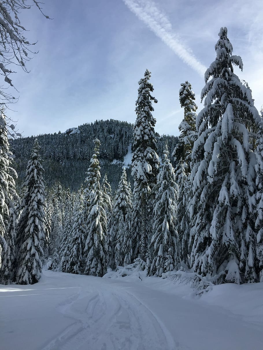 Snow, Winter, Trees, Forest, Season, blue, white, cold, snowfall HD wallpaper