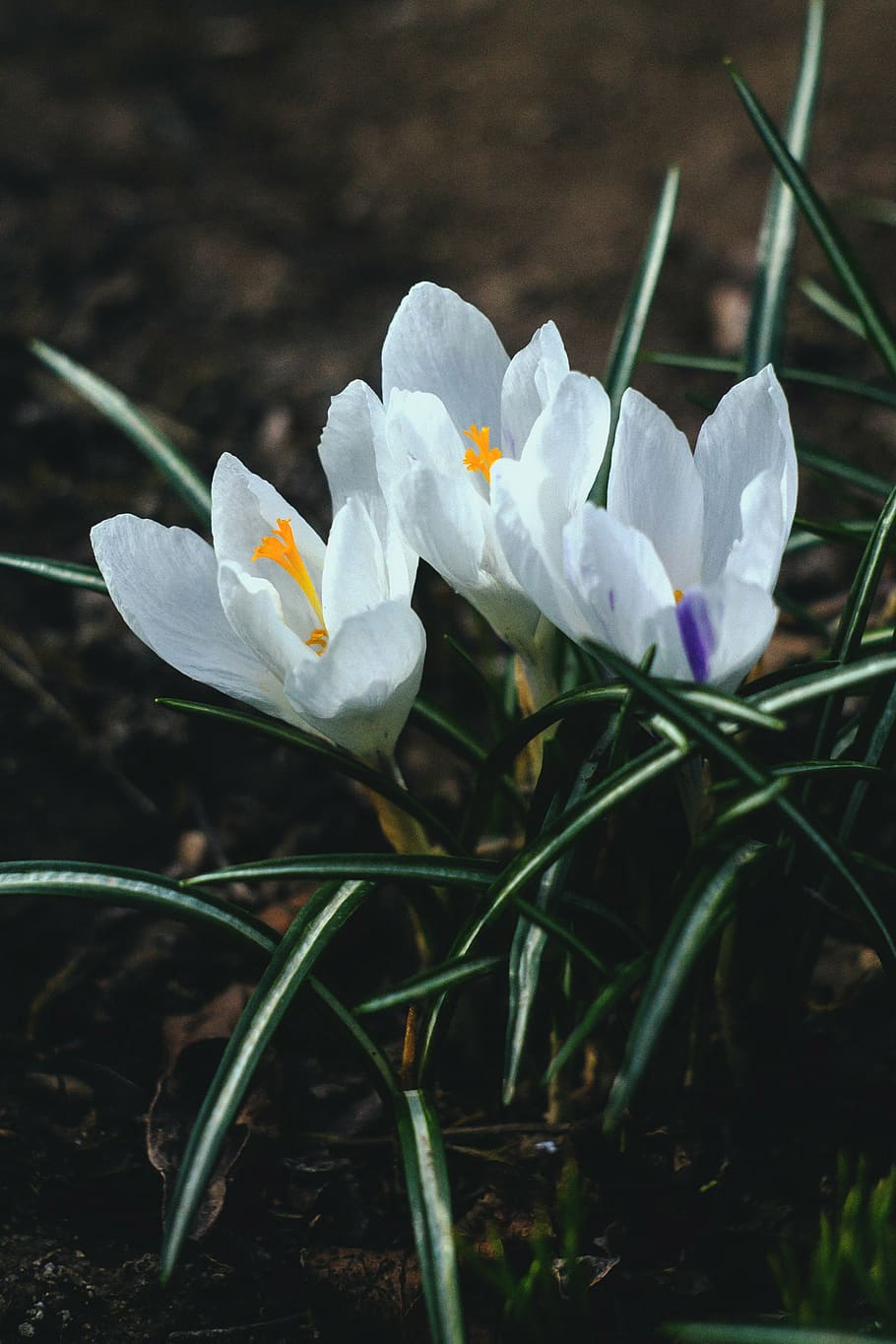 bloom, blossom, crocus, flora, flowers, grass, petals, nature HD wallpaper