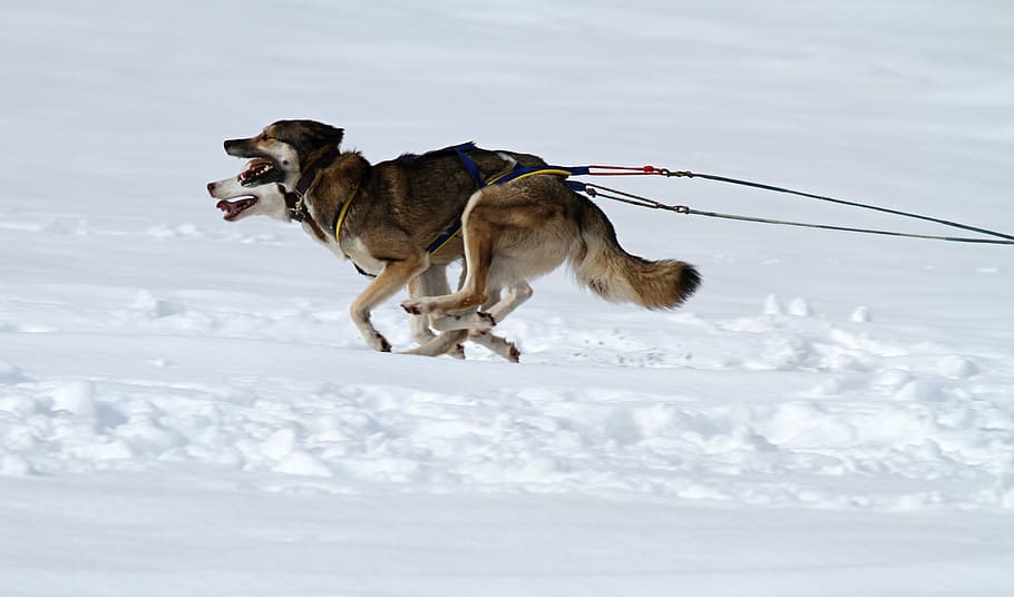 two Siberian huskies pulling sleigh on snow covered ground, husky