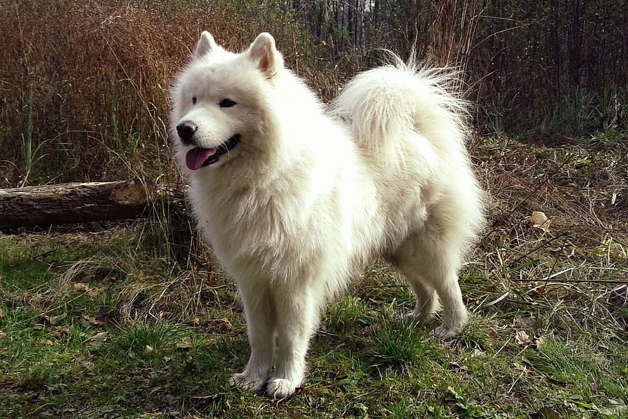 Dog, Samoyed, Nature, Spitz, White, domestic animals, animal themes HD wallpaper