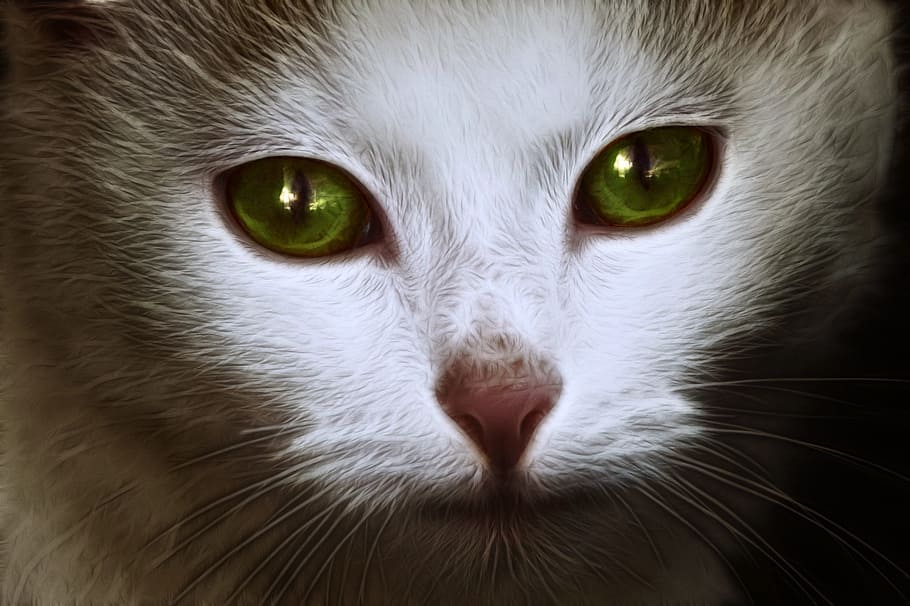 closeup photography of white and grey cat, face, portrait, cute cat HD wallpaper