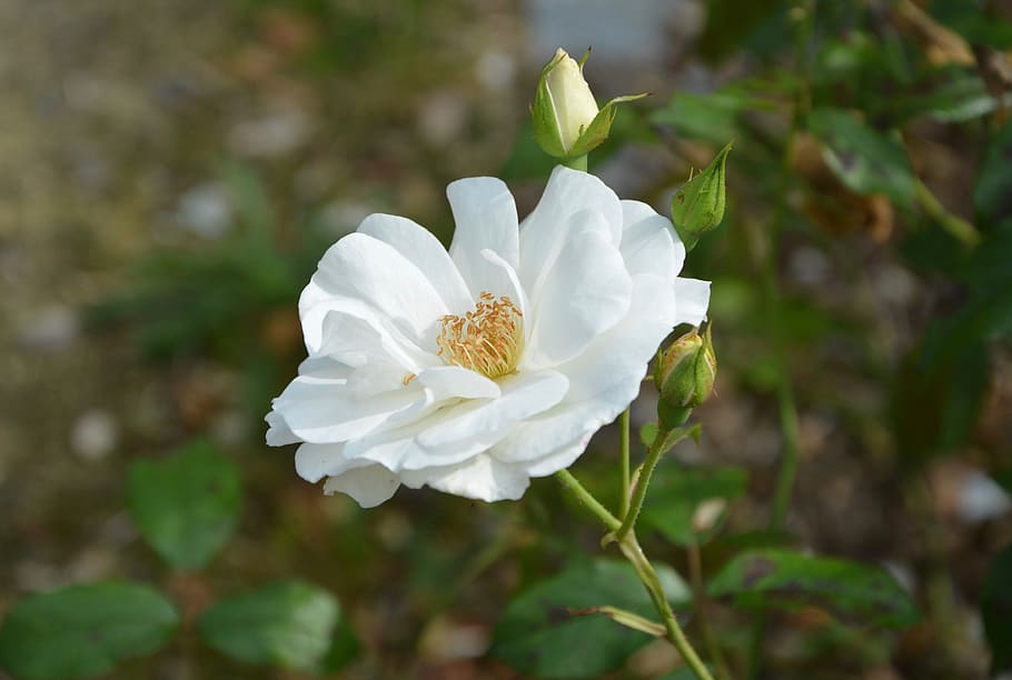 white flower, white rose, button, nature, flowering, spice HD wallpaper