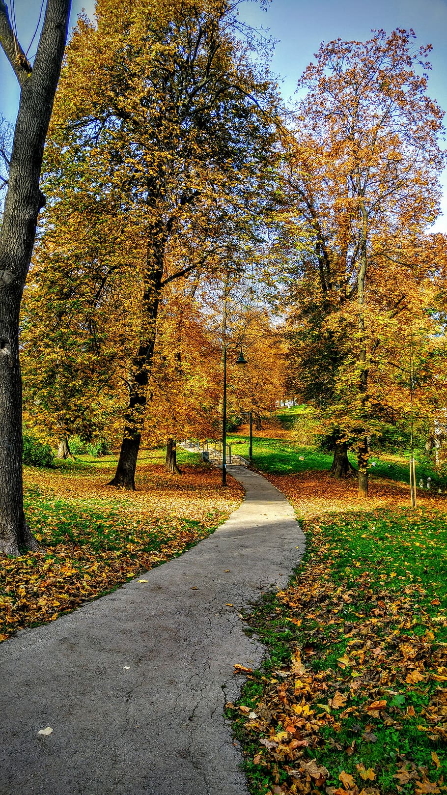 brown trees, gray hallway between green and yellow leaf trees HD wallpaper