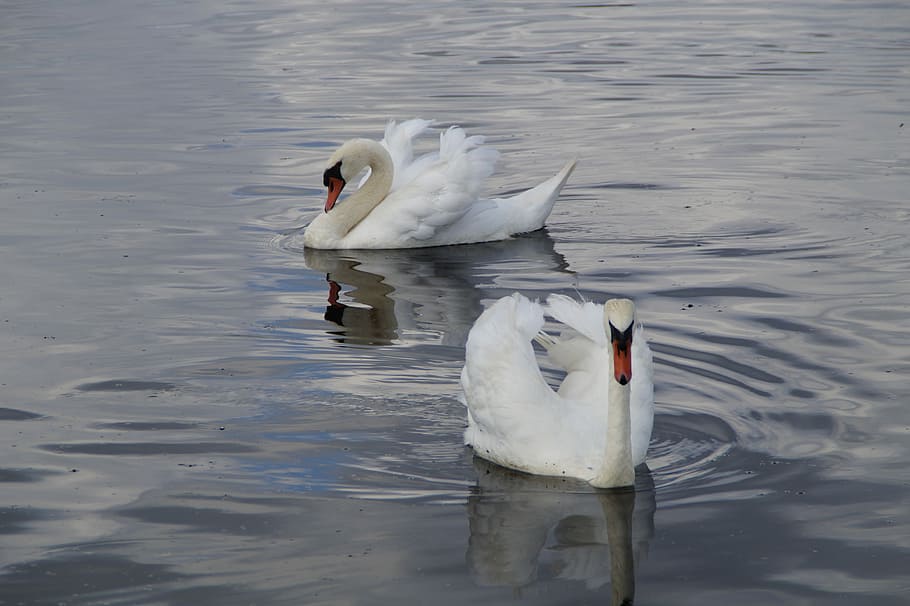 Swans, Waterfowl, Beautiful, Animals, white, waters, lake, pond, HD wallpaper