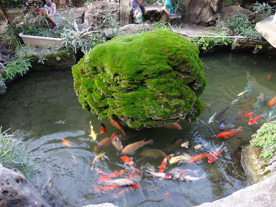 fish, pond, tree, water, vertebrate, carp, group of animals HD wallpaper
