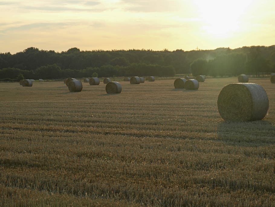 Straw Bales, Field, agriculture, landscape, hay bale, rural scene HD wallpaper