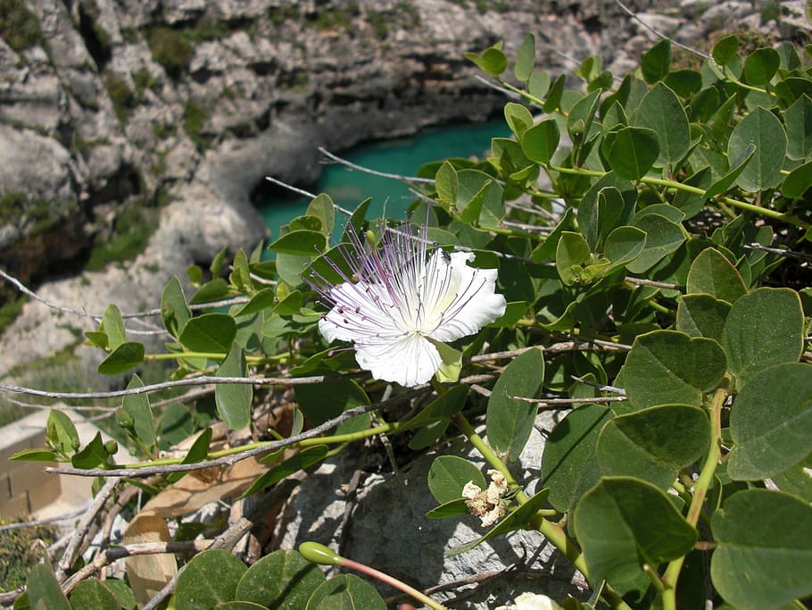 flower, leaf, plants, summer, nature, flowering plant, beauty in nature HD wallpaper