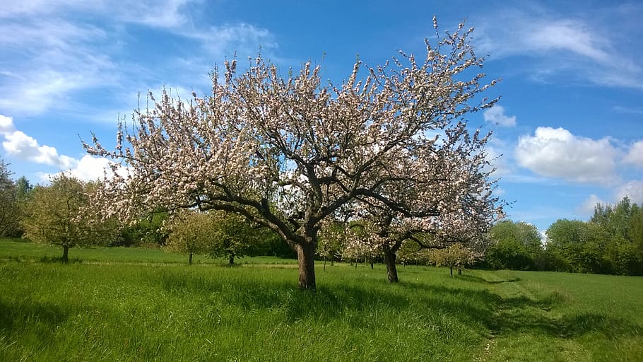 Seasons plant