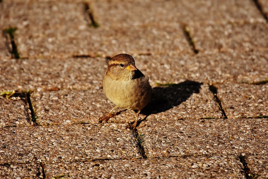 sparrow, bird, small, cute, nature, plumage, young, birds, sparrows HD wallpaper