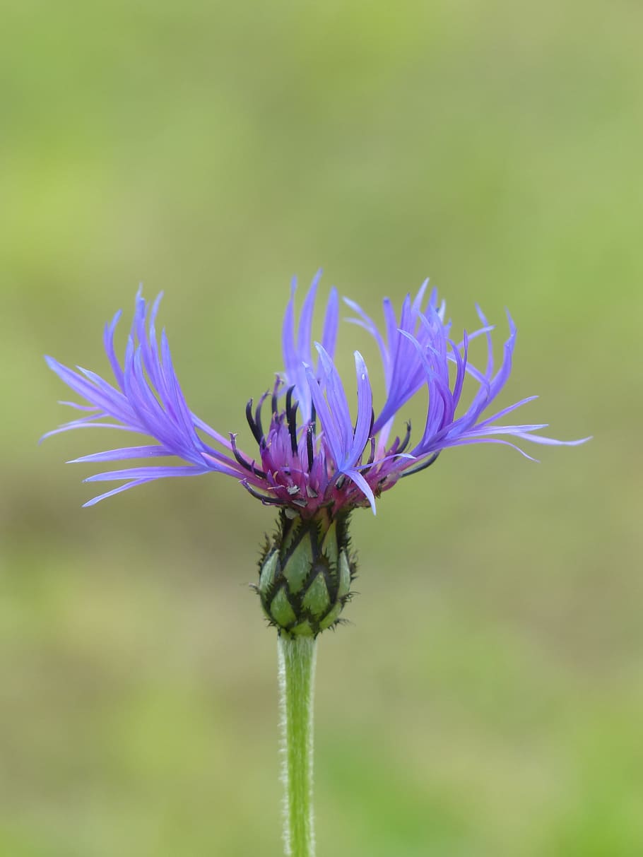 Cornflower, Blossom, Bloom, blue, purple, violet, centaurea cyanus HD wallpaper
