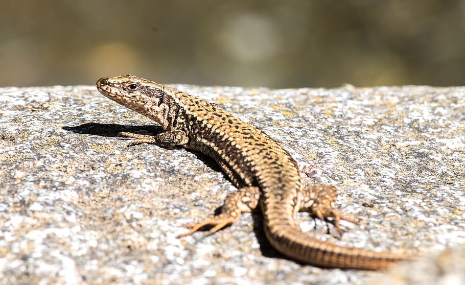 lizard, hir, stone, sun, scale, animal themes, reptile, one animal HD wallpaper
