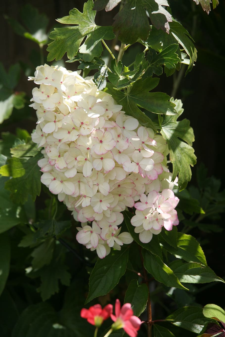 hydrangea panticulata, plan, white, summer, hint of pink, shade HD wallpaper