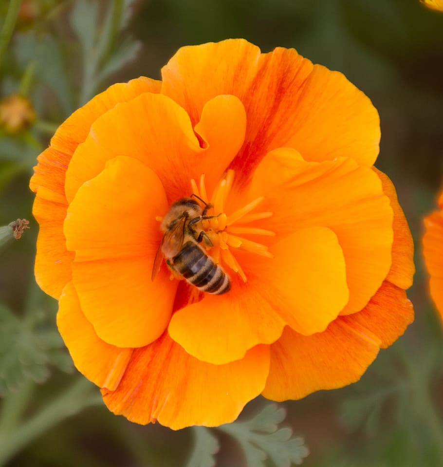 orange blossom, bee, nectar, close, flower, flowering plant HD wallpaper