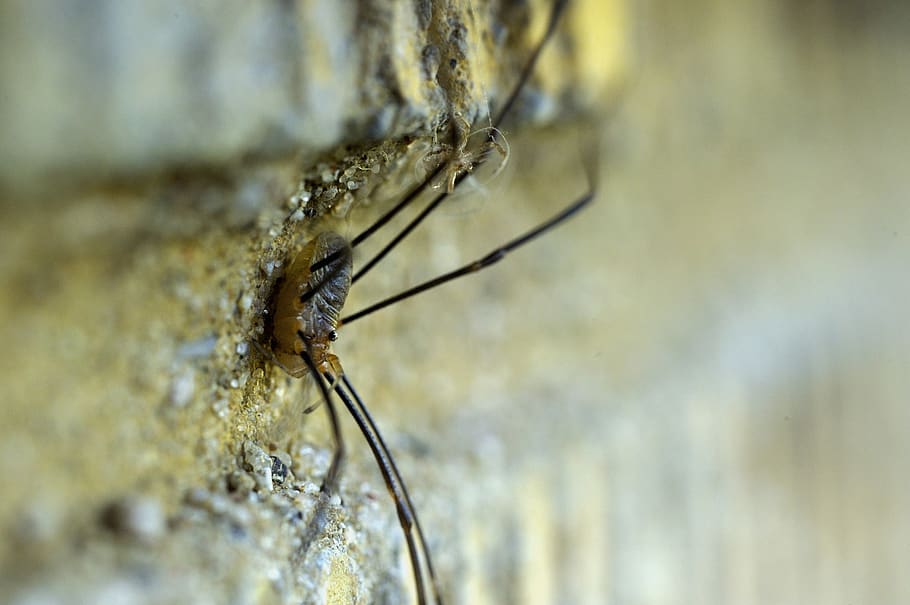 spider, insect, expensive, animal themes, close-up, animals in the wild HD wallpaper