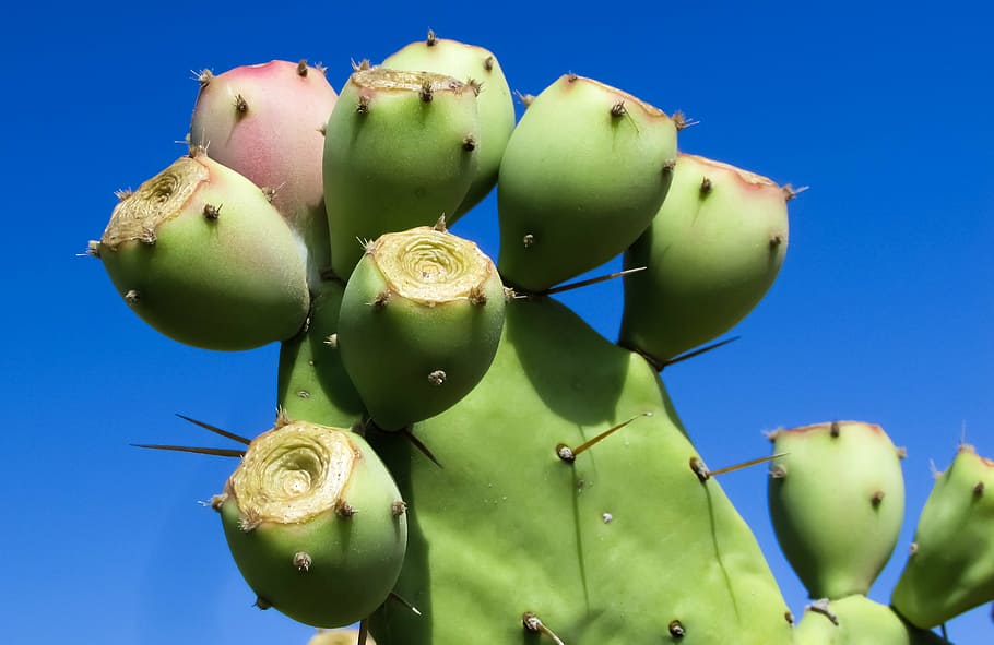 cactus, plant, nature, sharp, thorns, green, cactus park, ayia napa HD wallpaper