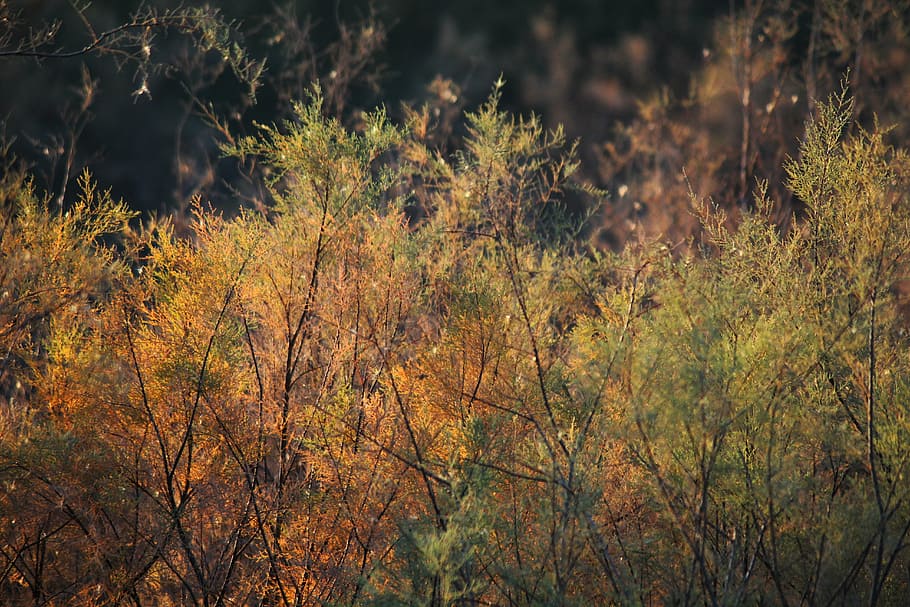 leaf, tree, nature, season, natural, foliage, green, plant HD wallpaper