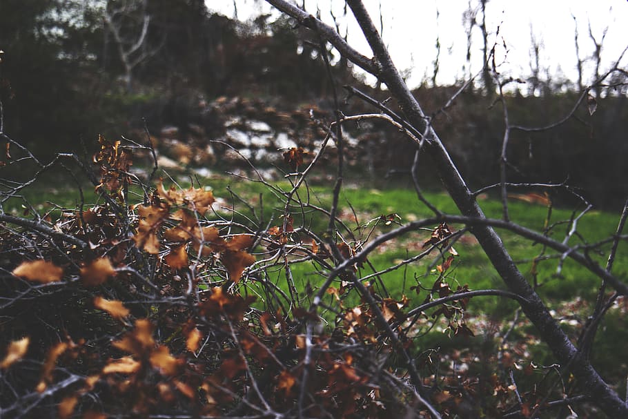 wood, landscape, nature, dry, branches, color, environment, fall HD wallpaper