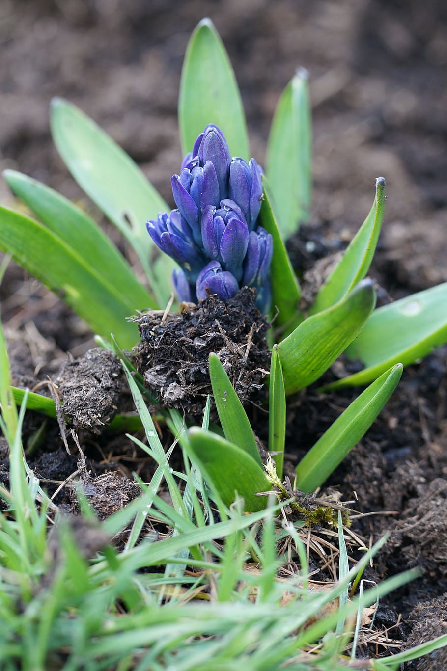 easter, spring, flowers, blossom, bloom, garden, plant, green HD wallpaper