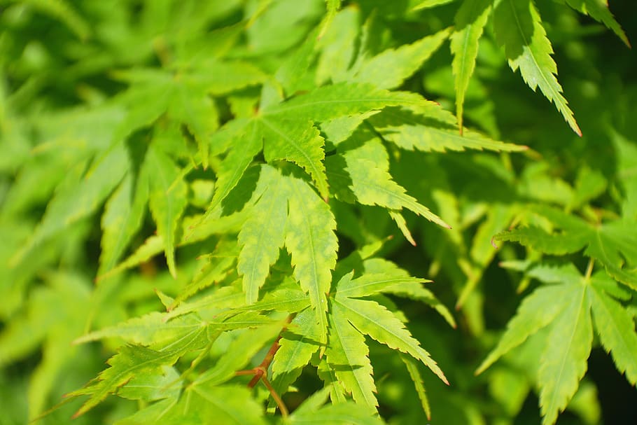 leaf, nature, plant, green color, plant part, growth, close-up HD wallpaper