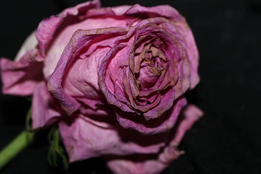 flower, rose, blossom, flowering plant, freshness, inflorescence HD wallpaper