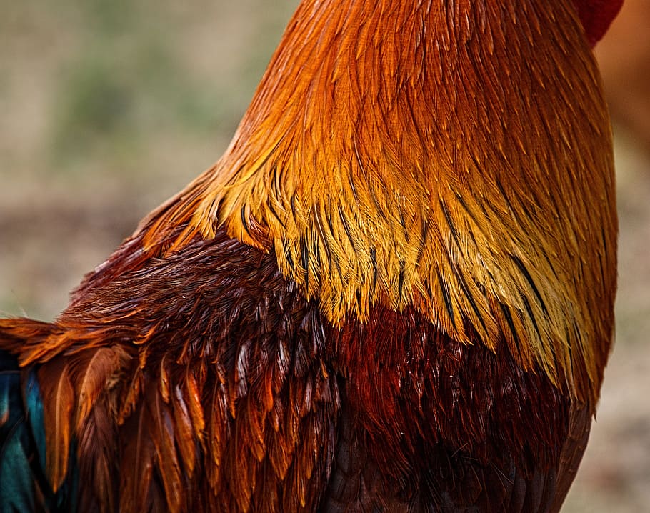 brown and orange chicken, rooster, feathers, cockerel, hackle feathers HD wallpaper