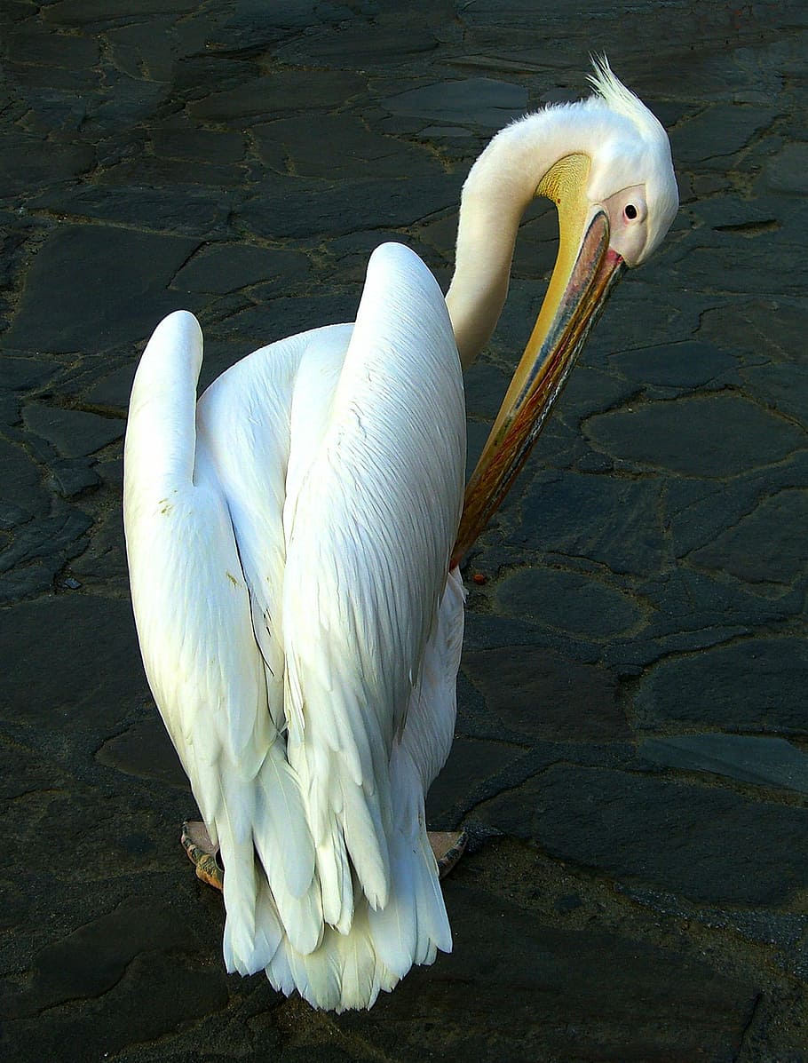 pelikan, bird, water bird, sea birds, animal, mykonos pelican, HD wallpaper