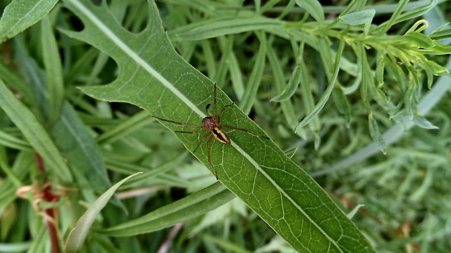 Greens, Sheet, Spider, Macro, insect, animals in the wild, one animal HD wallpaper