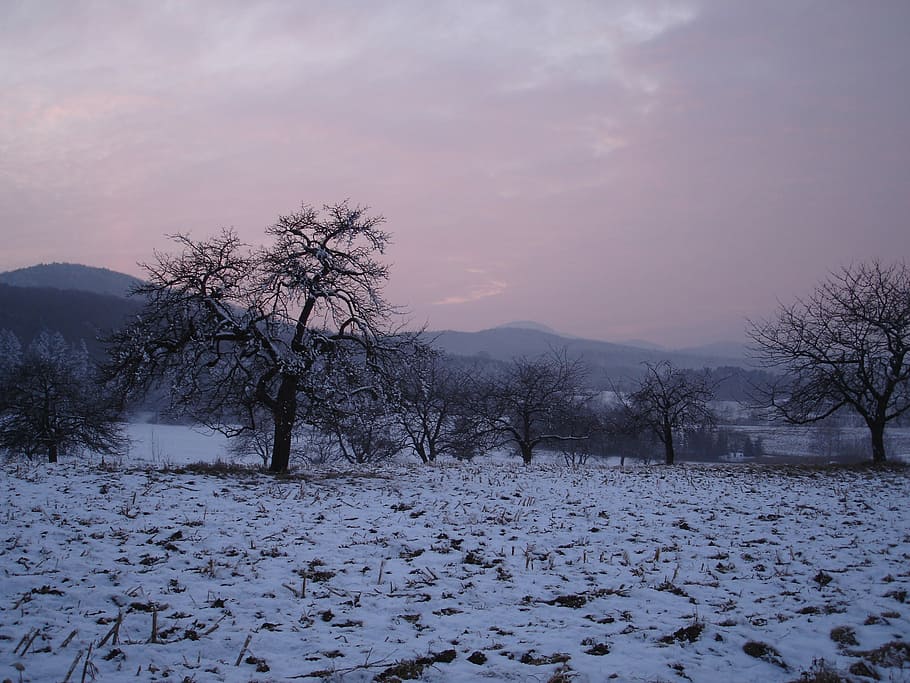 Wintry, Red, Violet, Sundgau, Snow, winter, cold, iced, romantic HD wallpaper
