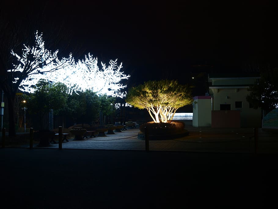 night view, background, outdoor, tree, illuminated, building exterior HD wallpaper