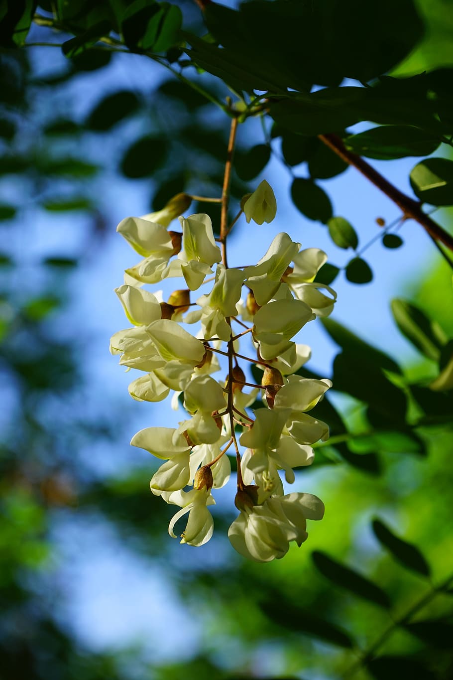 common maple, robinia, flowers, inflorescence, white, tree, HD wallpaper