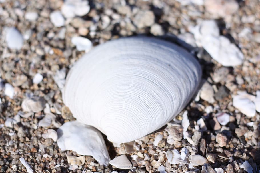 sea, clam, peel, close-up, solid, day, land, nature, rock, no people HD wallpaper