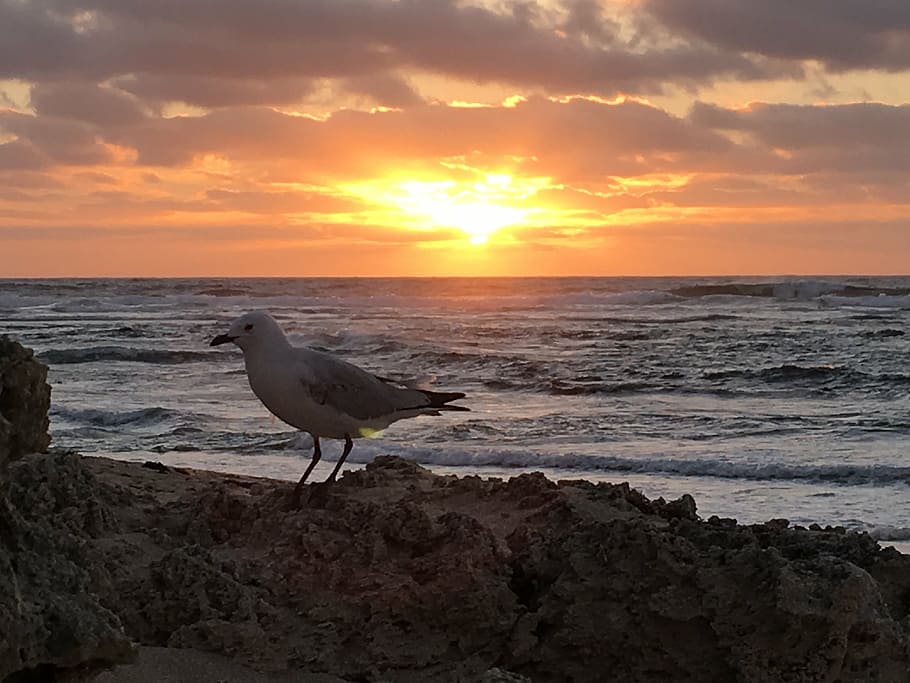 seagull, sunset, bird, clouds, sunlight, beach, nature, coastline HD wallpaper
