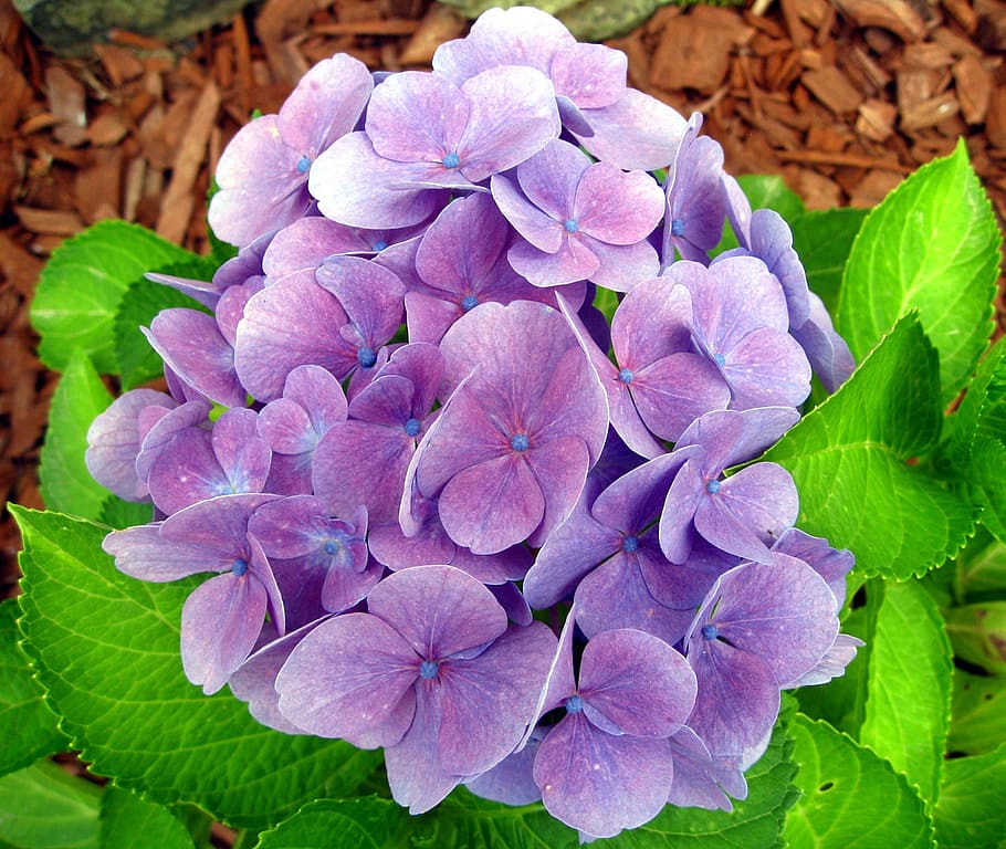 hydrangea, blue, blossom, bloom, flower, blue blossom, summer HD wallpaper