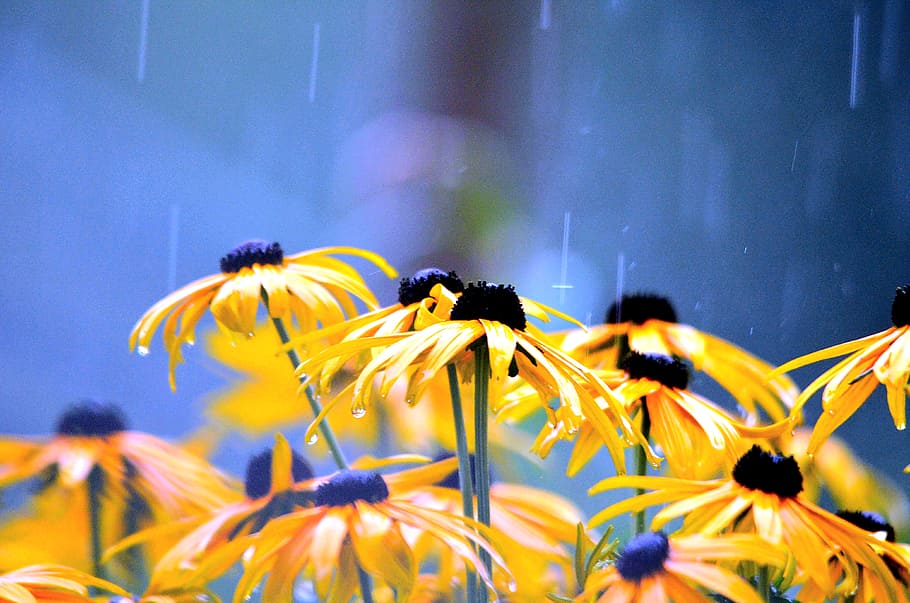 close up photography of yellow blackeyed Susan flowers, rainy weather, HD wallpaper