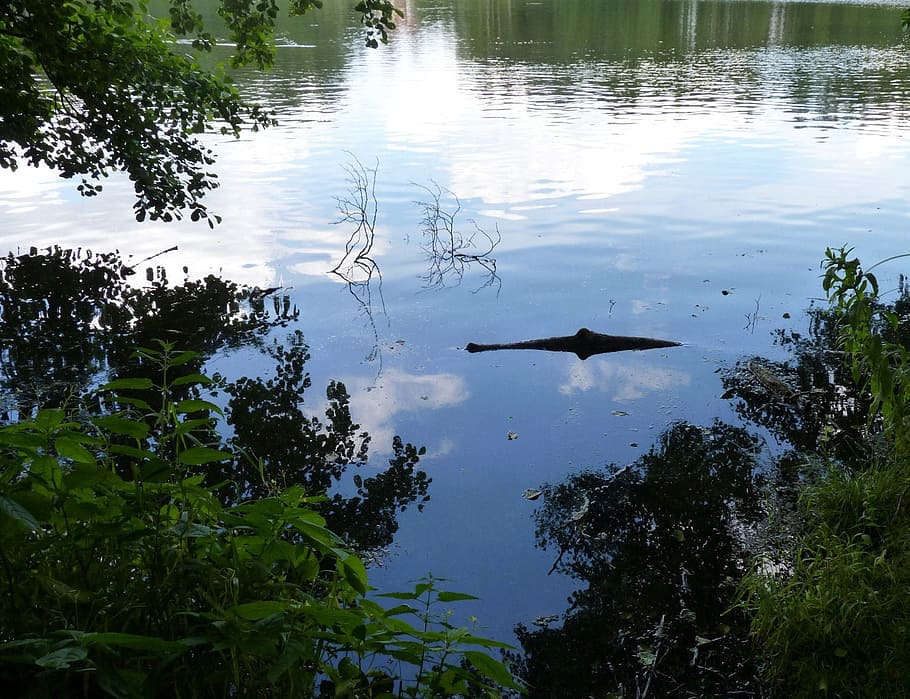 lake, crocodile, optical, deception, illusions, fear, water HD wallpaper
