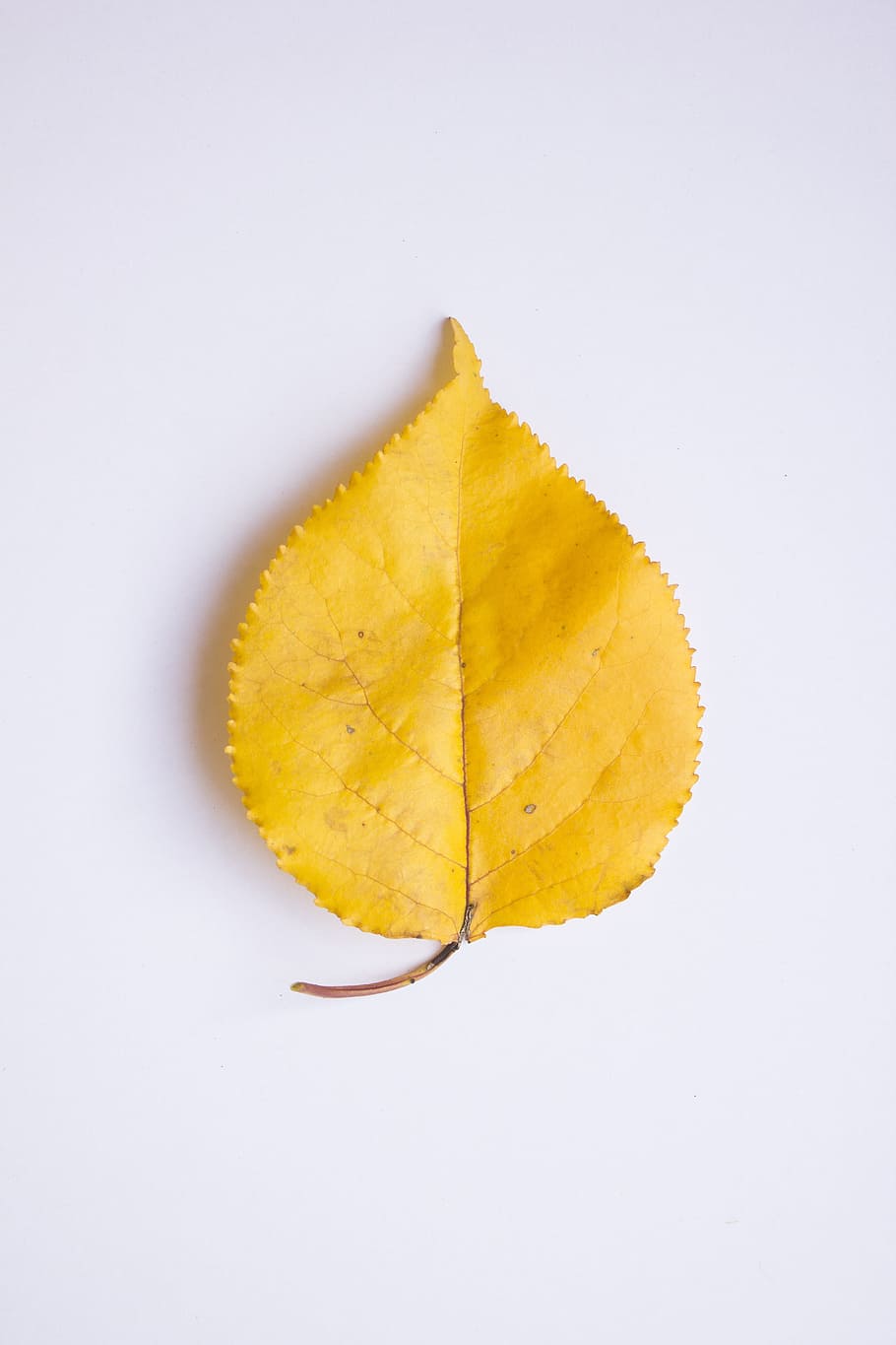 Leaf, Autumn, Colors, Yellow, white background, single object HD wallpaper