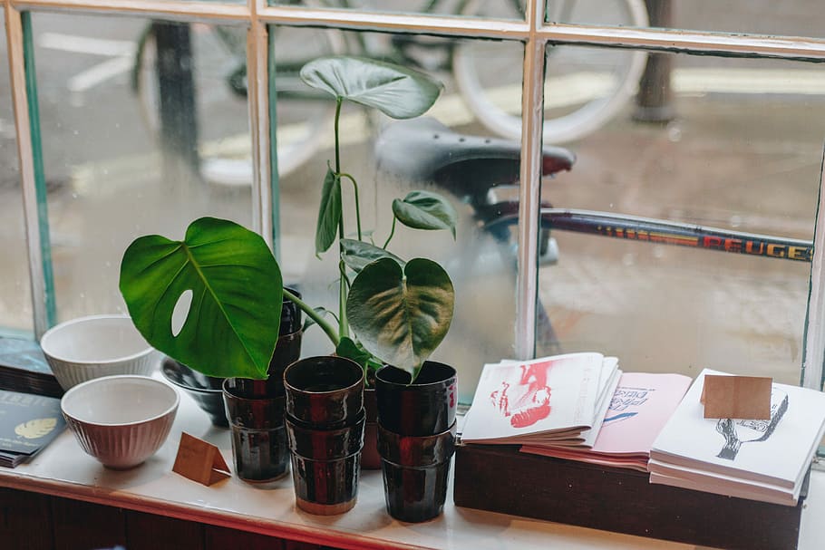 green plants beside white ceramic bowls, green taro plant in black pot beside window HD wallpaper