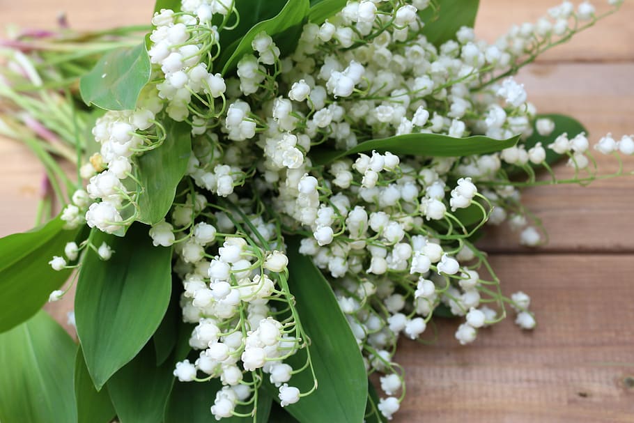 white flowers, konwalie, white lilies of the valley, nature, beauty