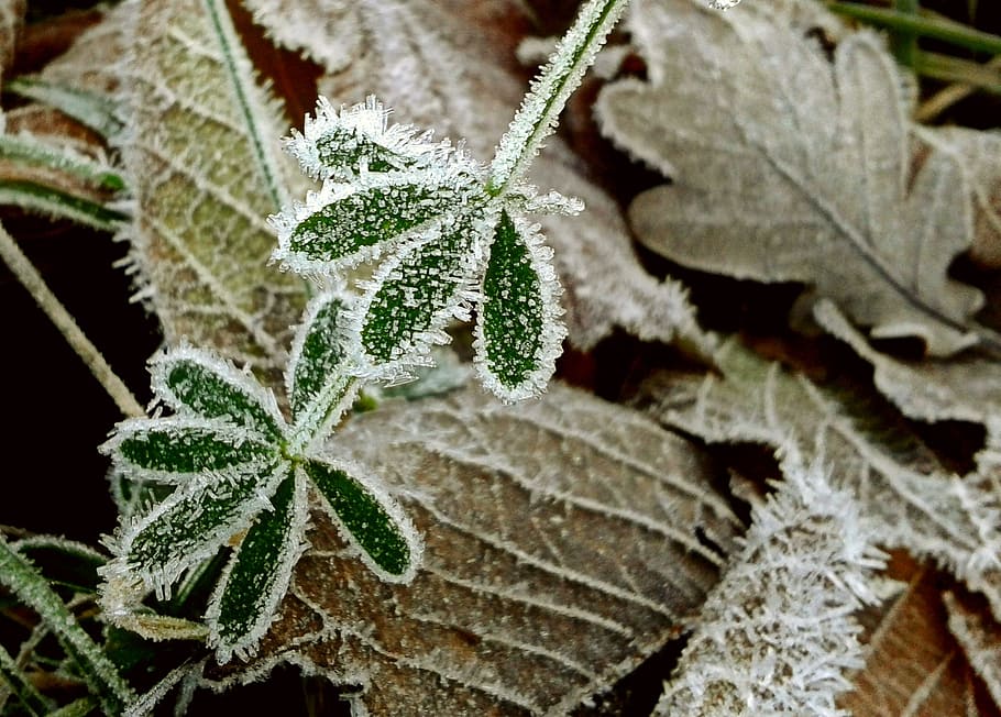 green leaf plant, fall foliage, frost, hoarfrost, crystal formation, HD wallpaper
