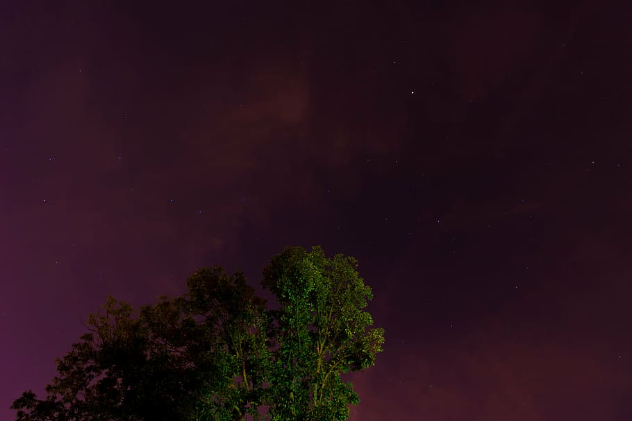 clouds, night, sky, stars, tree, no people, pine tree, beauty in nature HD wallpaper