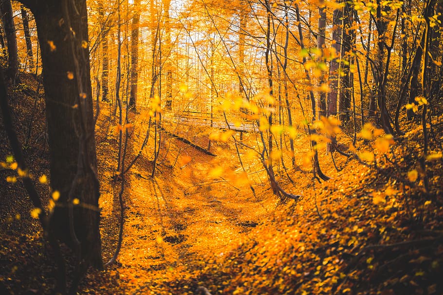 Orange Leaved Trees in Forest during Daytime, autumn, bridge HD wallpaper