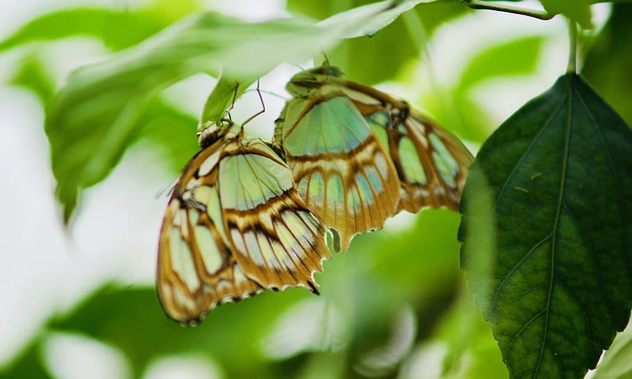 butterfly, bug, nature, animal themes, animal wildlife, insect HD wallpaper